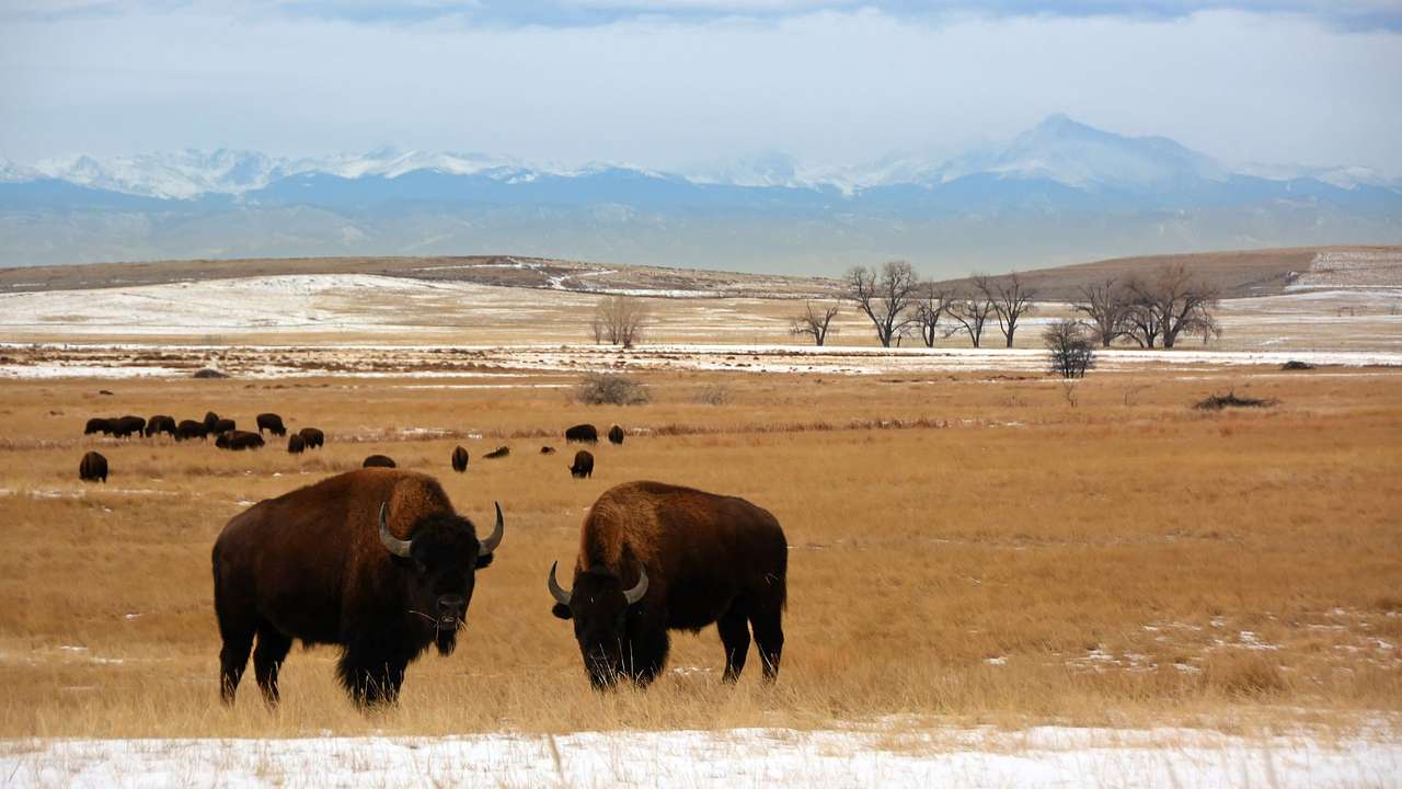 One of the nicknames for Colorado is the Buffalo Plains State