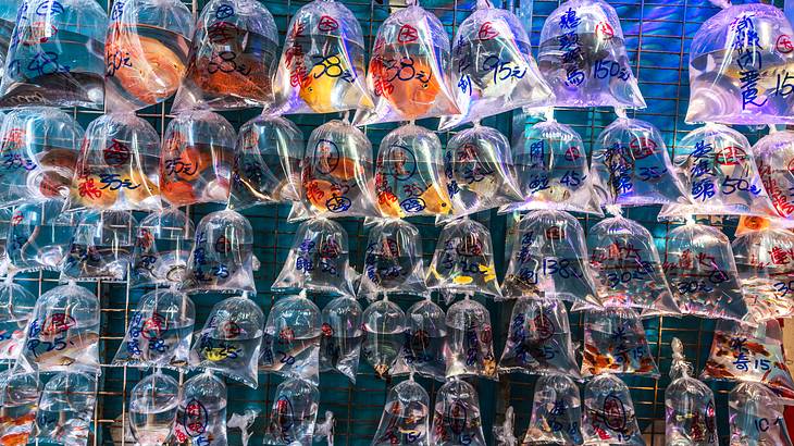 Goldfish in bags in markets in Kowloon, Hong Kong