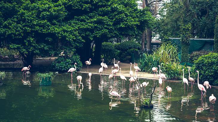 When spending 72 hours in Hong Kong, going to Kowloon Park is a must