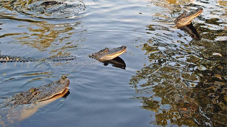 Three alligators swimming in a water body with their heads sticking out