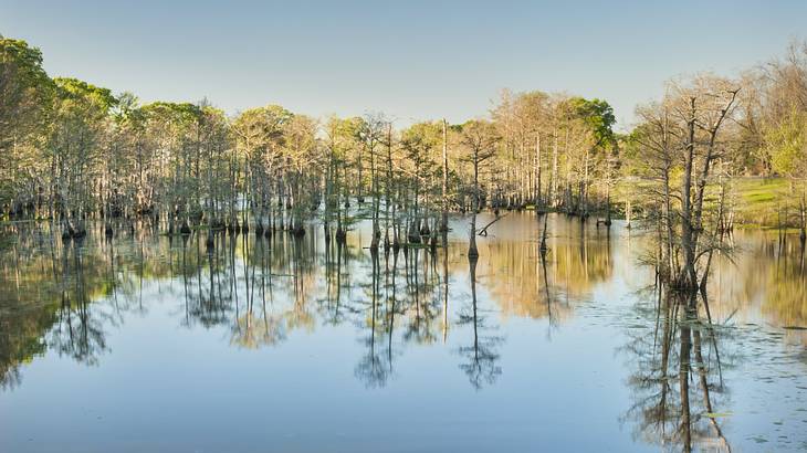 Bald cypress trees in the bayou under a clear blue sky