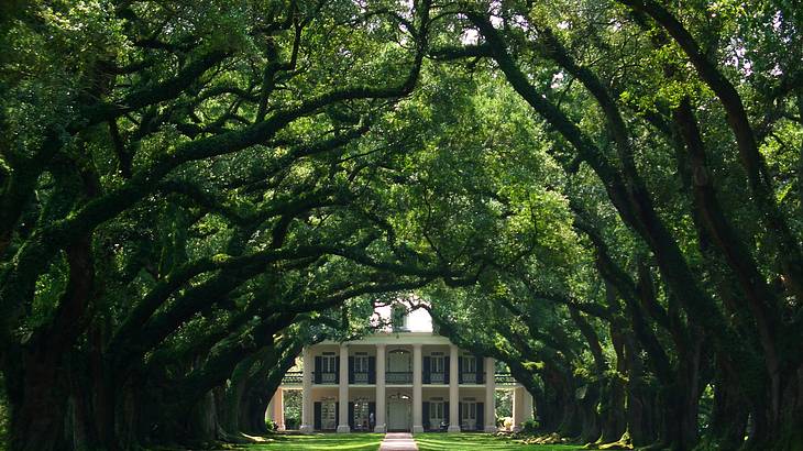 A path white oak trees either side and a white mansion in the background