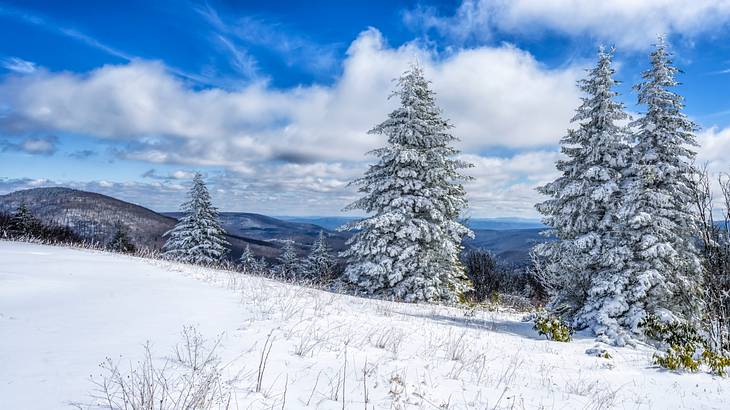 A snow-covered mountain with trees under a blue sky with white clouds