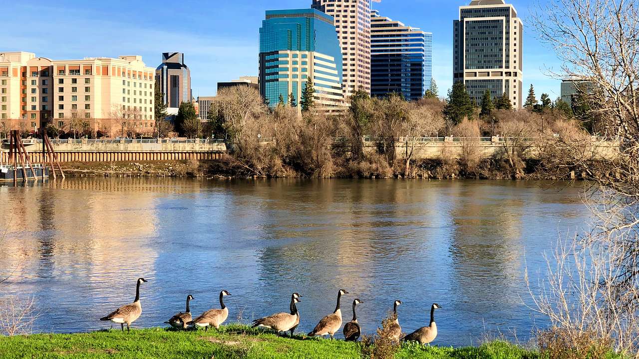 Ducks by the riverside with the city skyline in the background