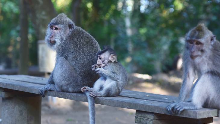 Baby and adult monkeys sitting on a wooden bench in a forest