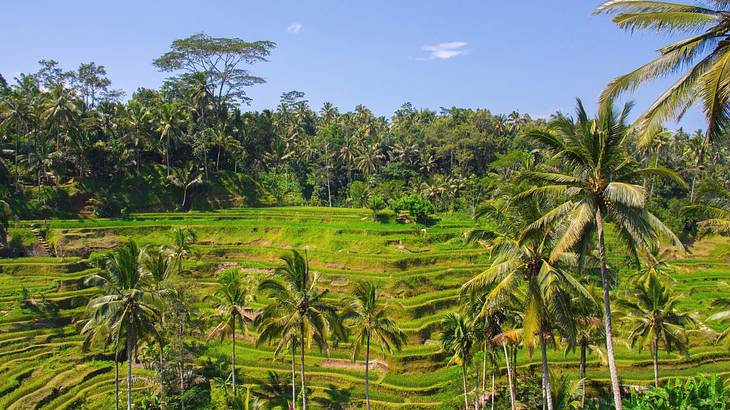 Rich green layered rice terraces surrounded by tall palm trees