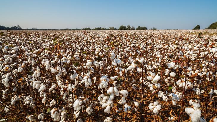 Cotton plants in a wide field on a clear day