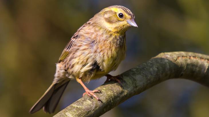 A close-up of a yellow and brown bird resting on a tree branch