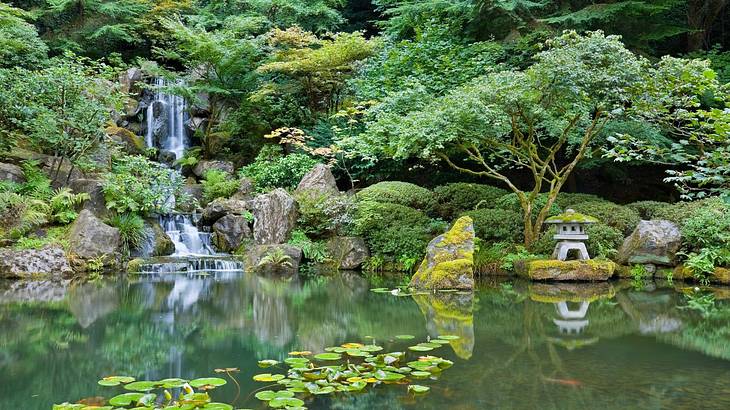 A green pond with greenery around it and a waterfall flowing into it