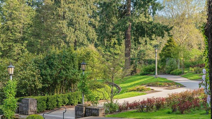 A path winding through greenery