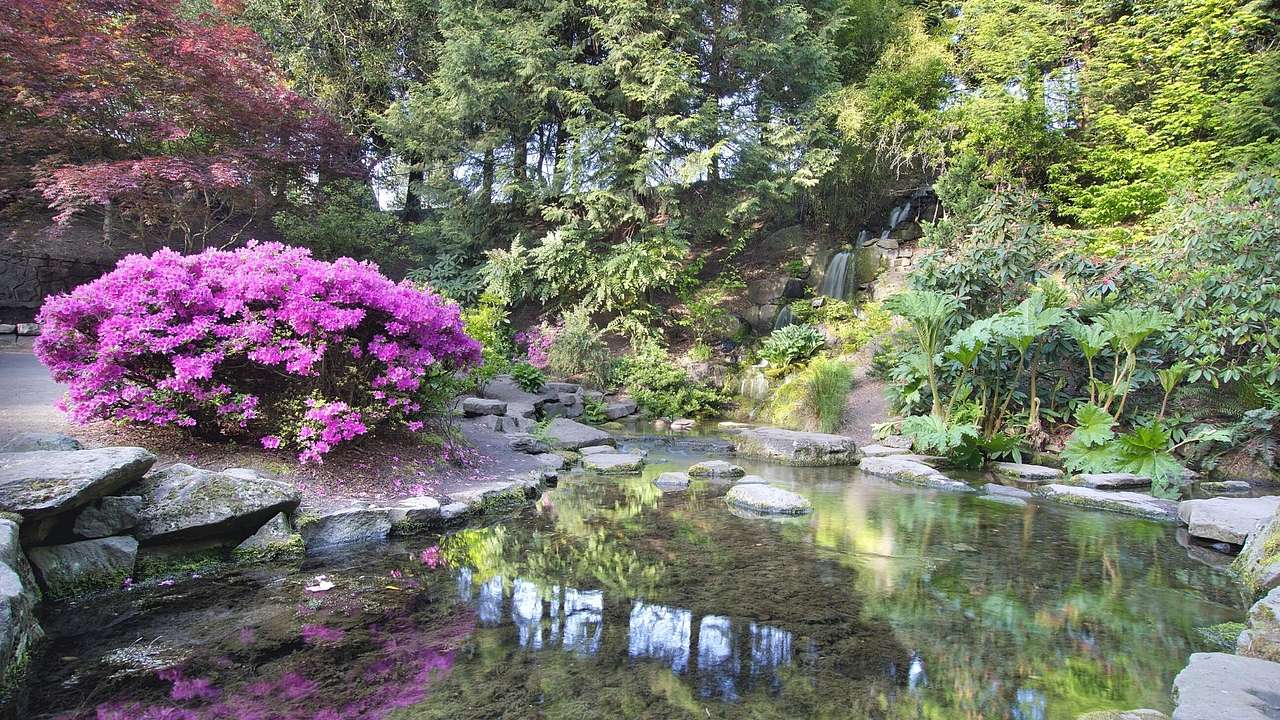 A purple flower bush next to a pond with green trees surrounding