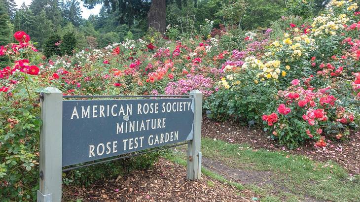 A rose garden and a sign that says "American Rose Society Minature Rose Test Garden"