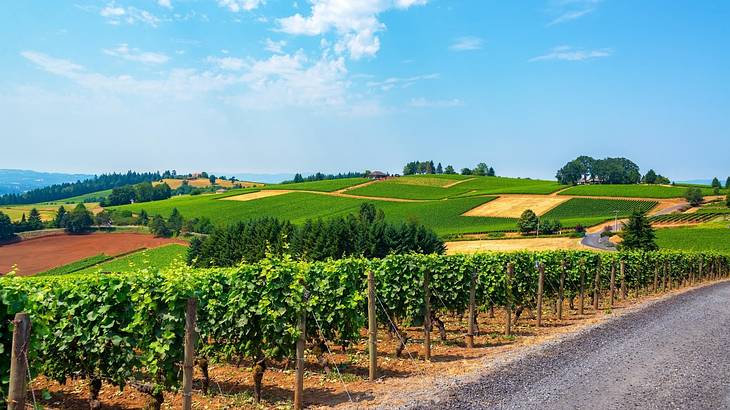 A vineyard next to green hills under a blue sky with some clouds