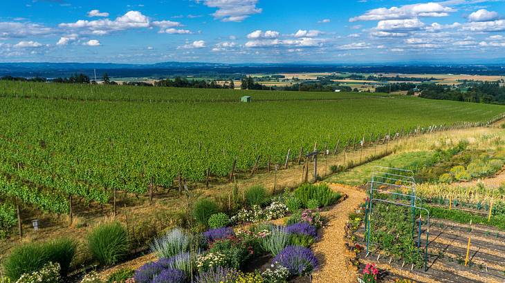 A vineyard with blooming flowers in the foreground