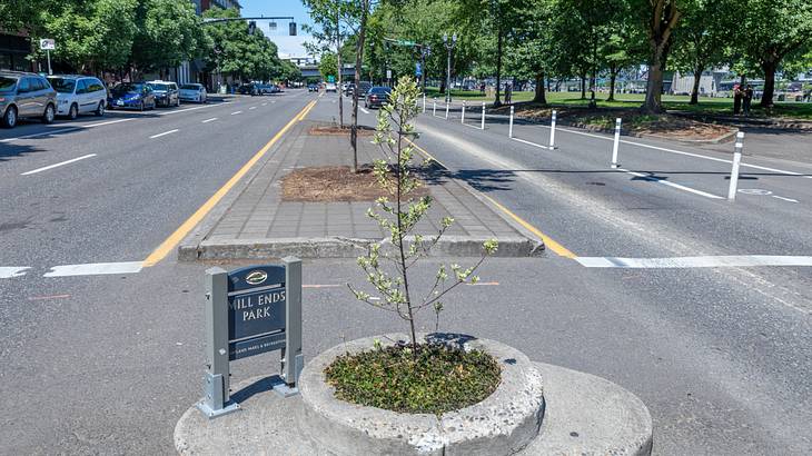 A sapling in the middle of a paved area and a small sign that says "Mill Ends Park"