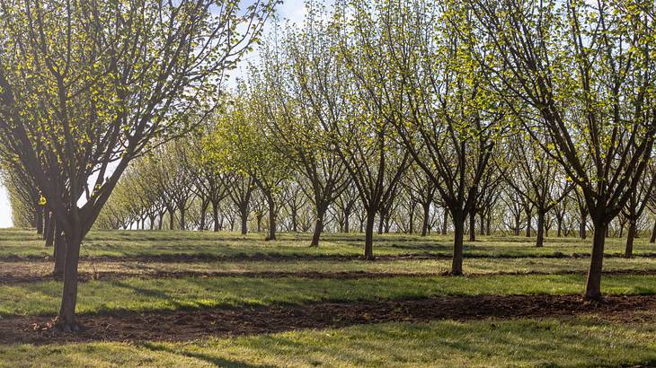 A tree orchard on a sunny day