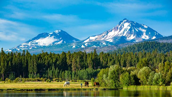 A forest surrounded by a body of water and snow-covered mountains