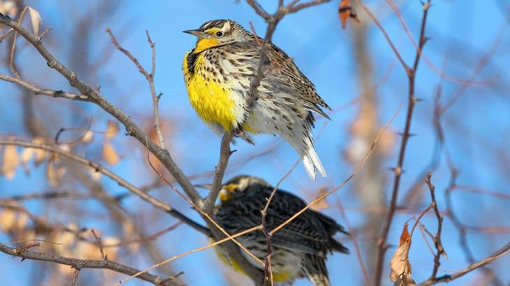 Two brown and yellow birds perched on a bare tree