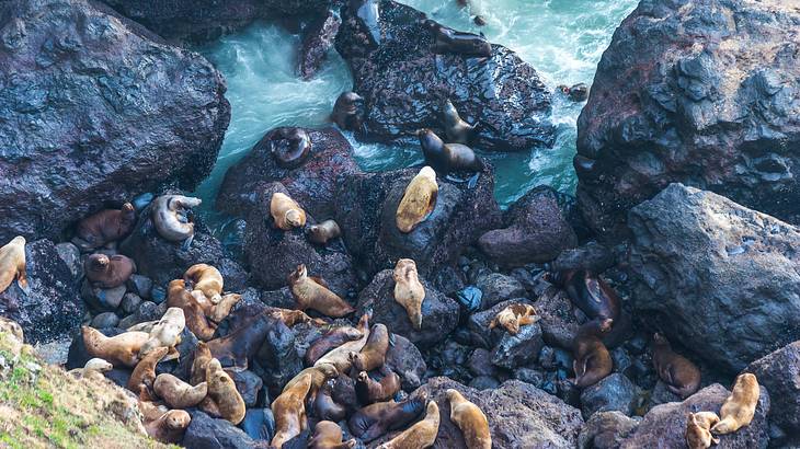 An aerial view of a group of sea lions on rock formations by the water