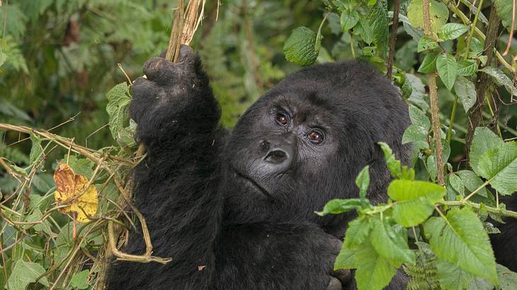 A black gorilla in the jungle of Rwanda looking upwards