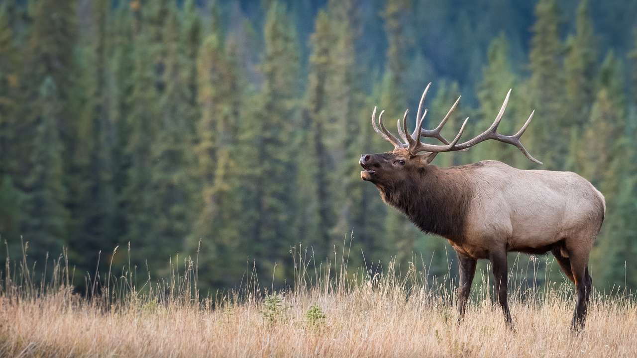 A bull elk standing in grassland with alpine trees behind him