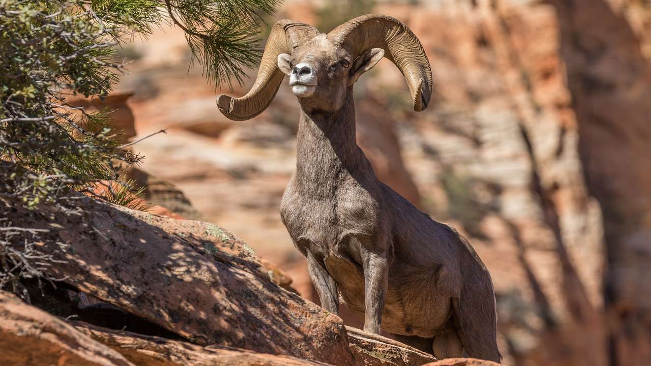 A dark gray ram with large, curved horns standing on a fallen tree trunk