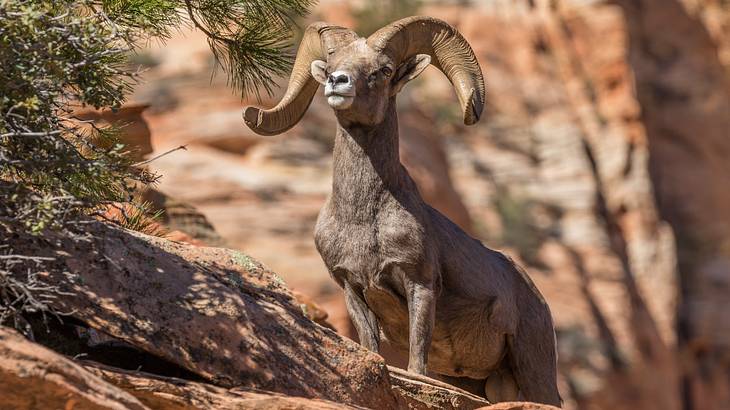 A dark gray ram with large, curved horns standing on a fallen tree trunk