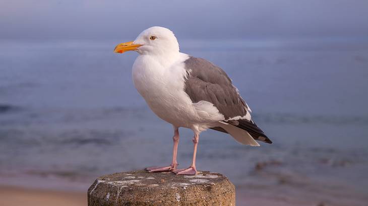 A bird with white head and chest and dark gray wings sitting on a wooden post