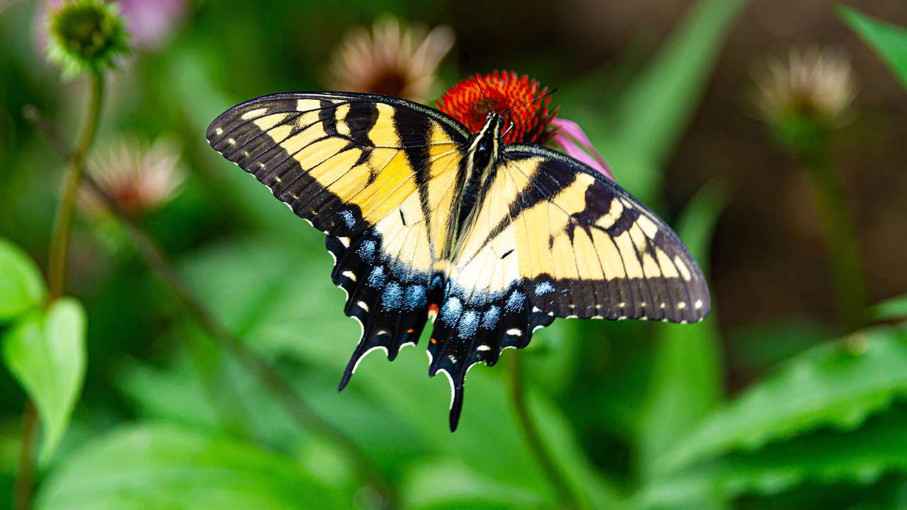 A black, yellow, and blue butterfly on a flower next to other flowers and greenery