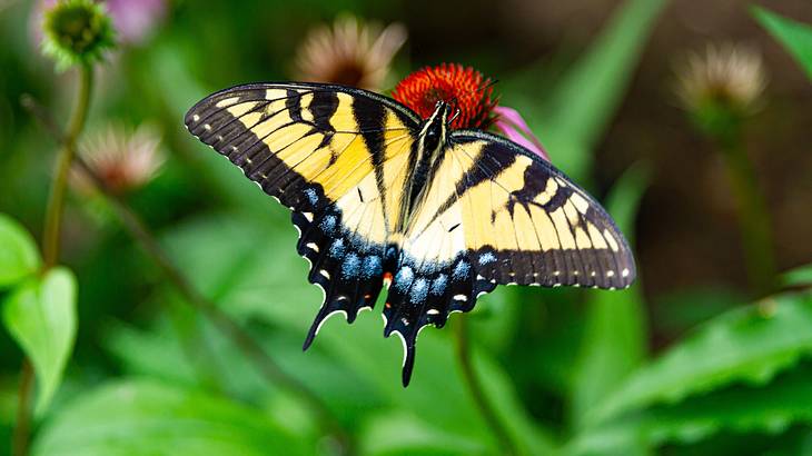 A black, yellow, and blue butterfly on a flower next to other flowers and greenery