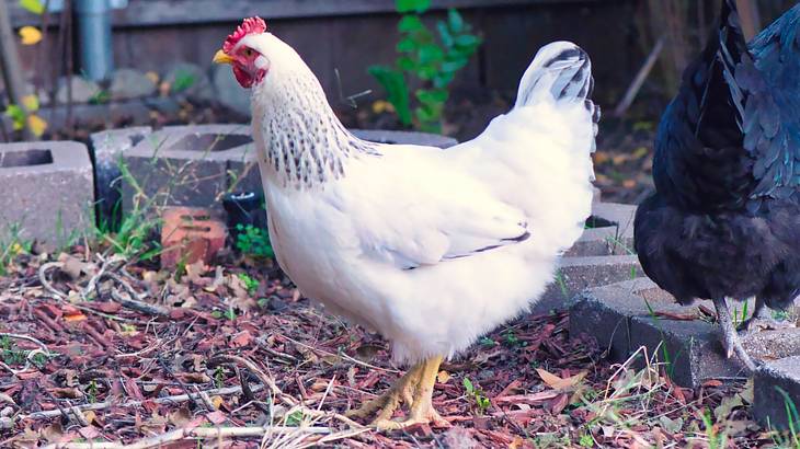 A white chicken standing on some twigs next to the back of a black chicken