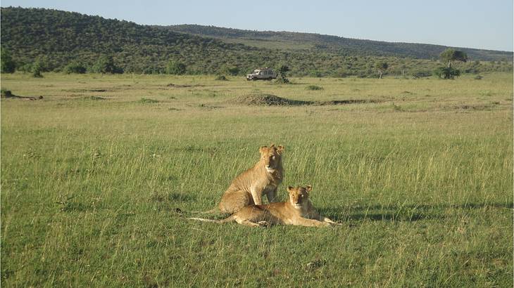 Two lions resting in grass with green hills behind them
