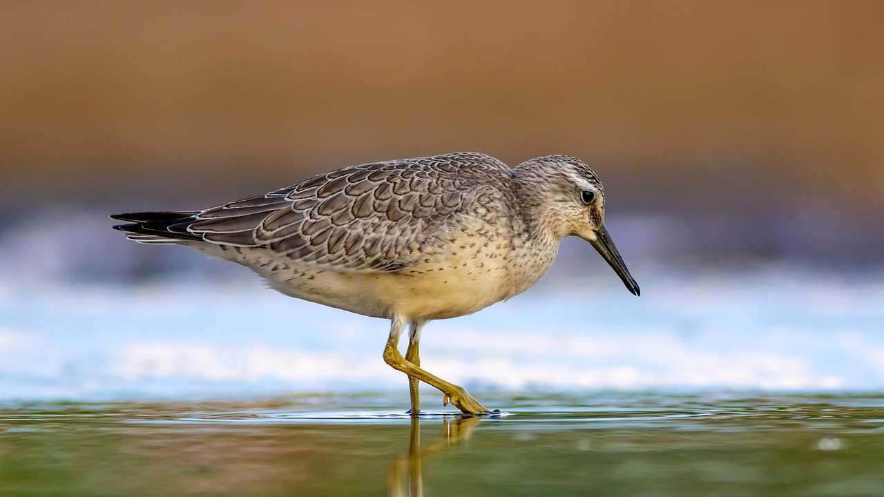 One of many facts about Delaware state is that the endangered Red Knot is found here
