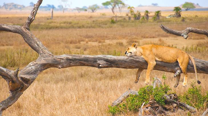 Lion laying on a tree branch above the ground in the sun