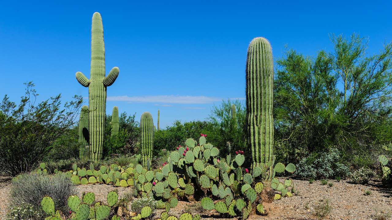 A desert with different varieties and sizes of cacti on a sunny day