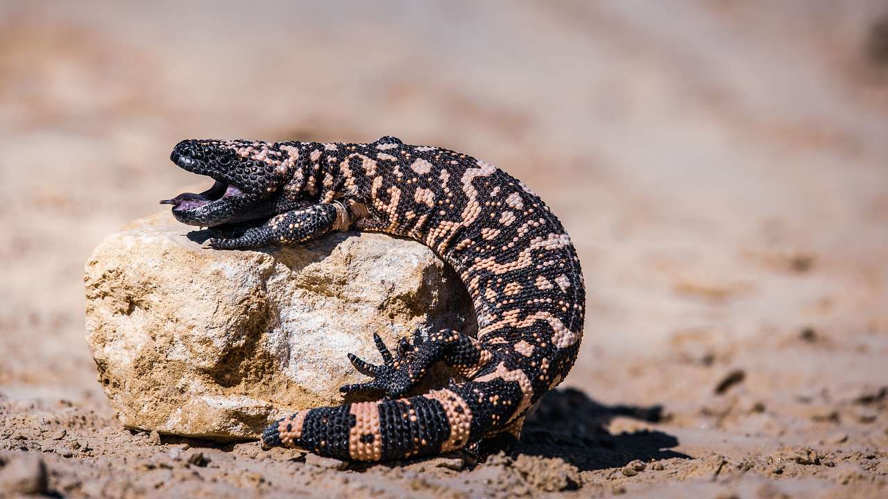 A black and orange reptile with half of its body on a rock in a desert