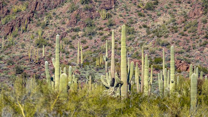 A desert with vegetation and cacti against a brown hill