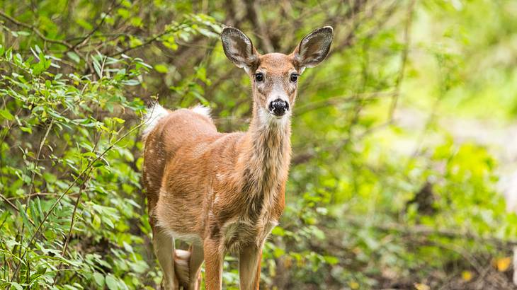 A deer standing in a forest surrounded by greenery