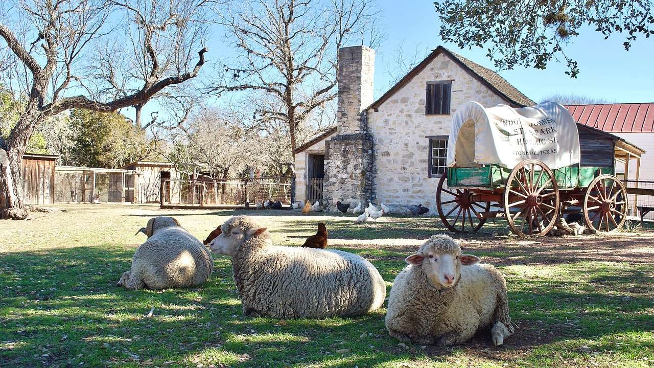 Sheep and chickens on the grass with an old-fashioned wagon behind them