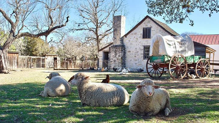 Sheep and chickens on the grass with an old-fashioned wagon behind them