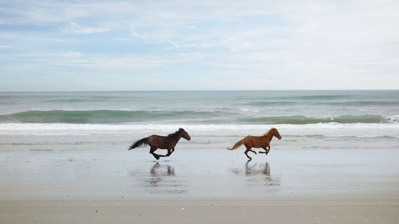 Two wild horses running on the beach with the ocean behind them