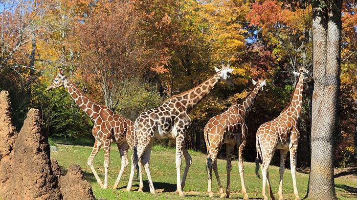 Four giraffes standing on the grass with orange trees surrounding them