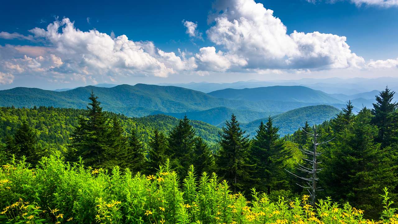 Clouds over green mountains behind trees and plants with yellow flowers