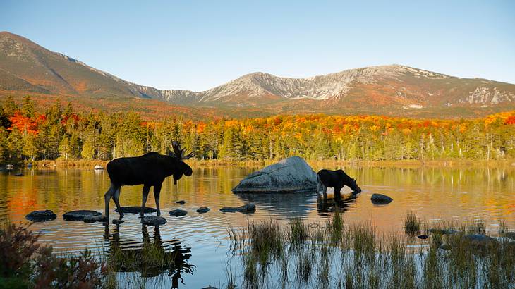 A couple of moose in a lake with mountains and trees in the distance