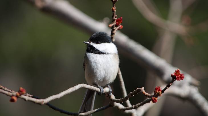 A small black and white bird on a branch up close