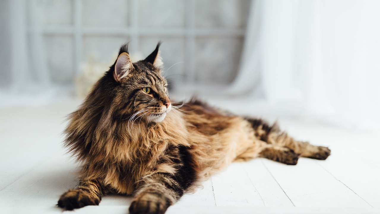 A brown Maine Coon cat lying on a white floor
