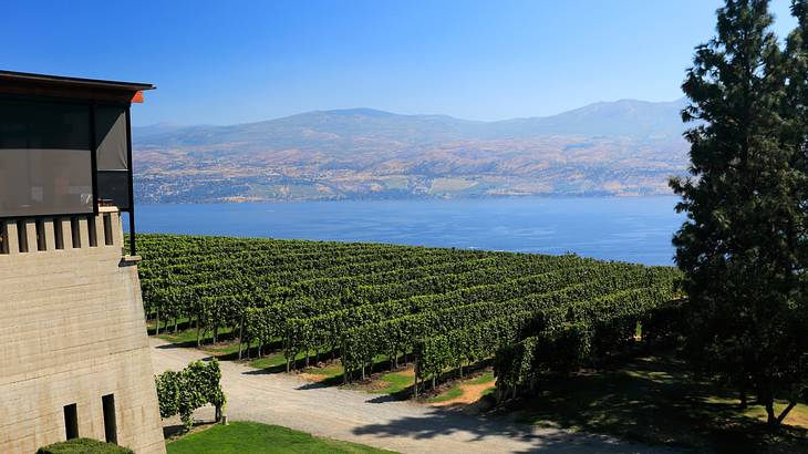 A building overlooking rows of vines, a lake and mountains