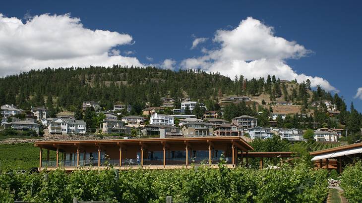 A building and vineyards in front with houses and trees on a hill at the back A building and vineyards in front with houses and trees on a hill at the back