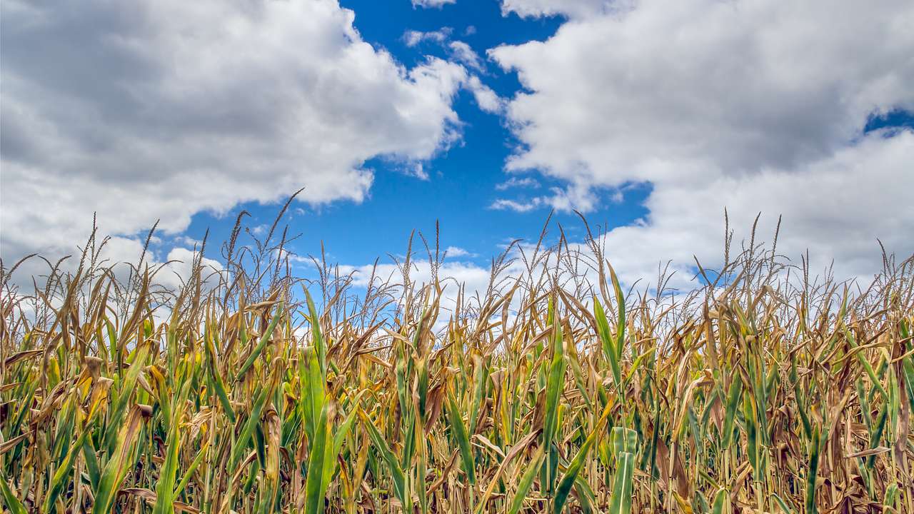A field of corn underneath fluffy white clouds and a blue sky