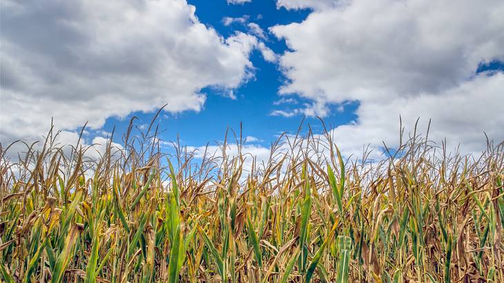 A field of corn underneath fluffy white clouds and a blue sky